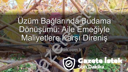 Üzüm Bağlarında Budama Dönüşümü: Aile Emeğiyle Maliyetlere Karşı Direniş