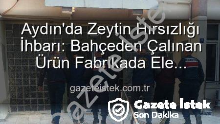 Aydın’da Zeytin Hırsızlığı İhbarı: Bahçeden Çalınan Ürün Fabrikada Ele Geçirildi, 2 Şüpheli Yakalandı