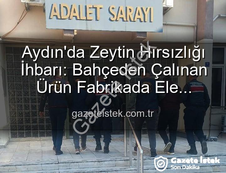 zeytin hırsızlığı - Aydın'da Zeytin Hırsızlığı İhbarı: Bahçeden Çalınan Ürün Fabrikada Ele Geçirildi, 2 Şüpheli Yakalandı