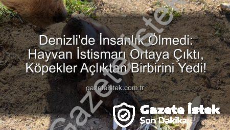 Denizli’de İnsanlık Ölmedi: Hayvan İstismarı Ortaya Çıktı, Köpekler Açlıktan Birbirini Yedi!