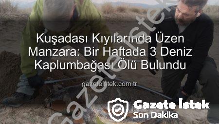 Kuşadası Kıyılarında Üzen Manzara: Bir Haftada 3 Deniz Kaplumbağası Ölü Bulundu