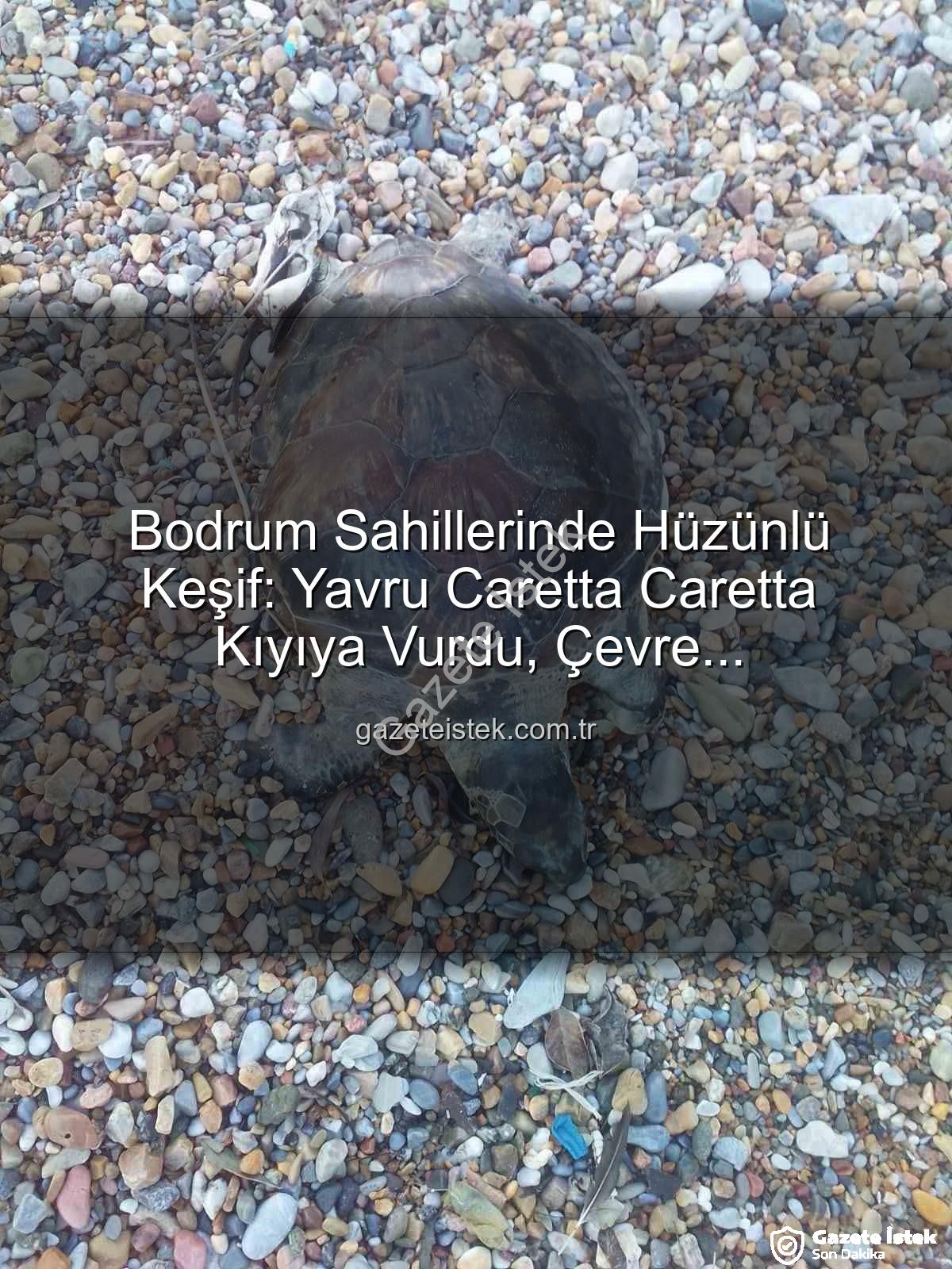 caretta caretta - Bodrum Sahillerinde Hüzünlü Keşif: Yavru Caretta Caretta Kıyıya Vurdu, Çevre Gözyaşlarına Boğuldu
