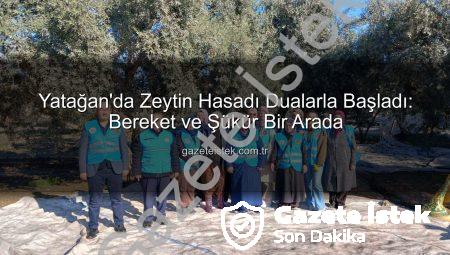 Yatağan’da Zeytin Hasadı Dualarla Başladı: Bereket ve Şükür Bir Arada