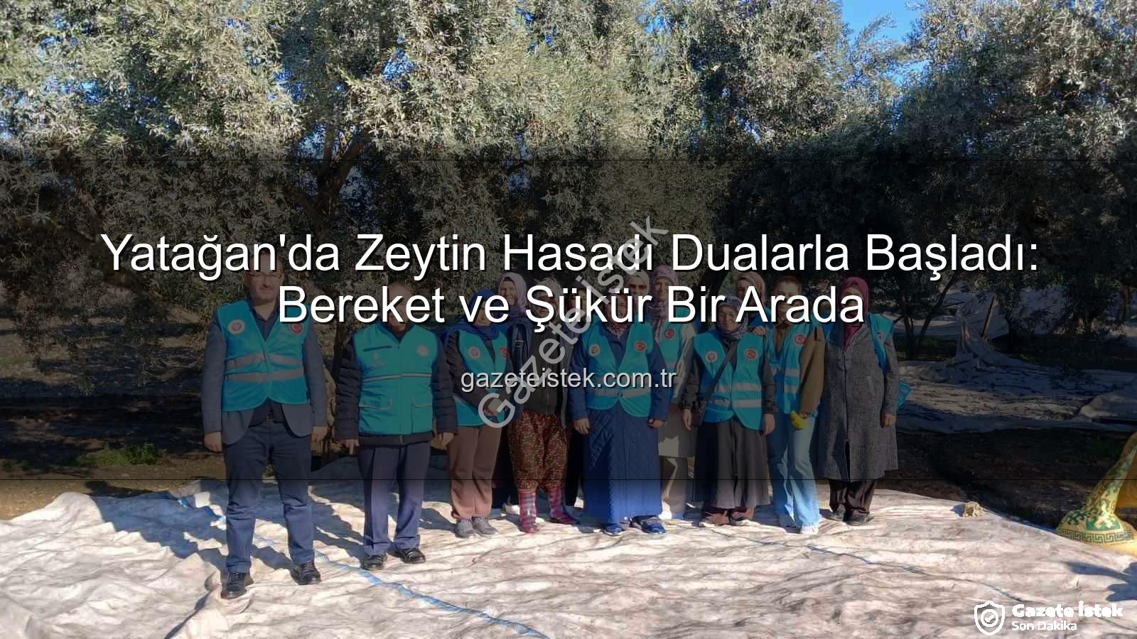 zeytin hasadı - Yatağan'da Zeytin Hasadı Dualarla Başladı: Bereket ve Şükür Bir Arada