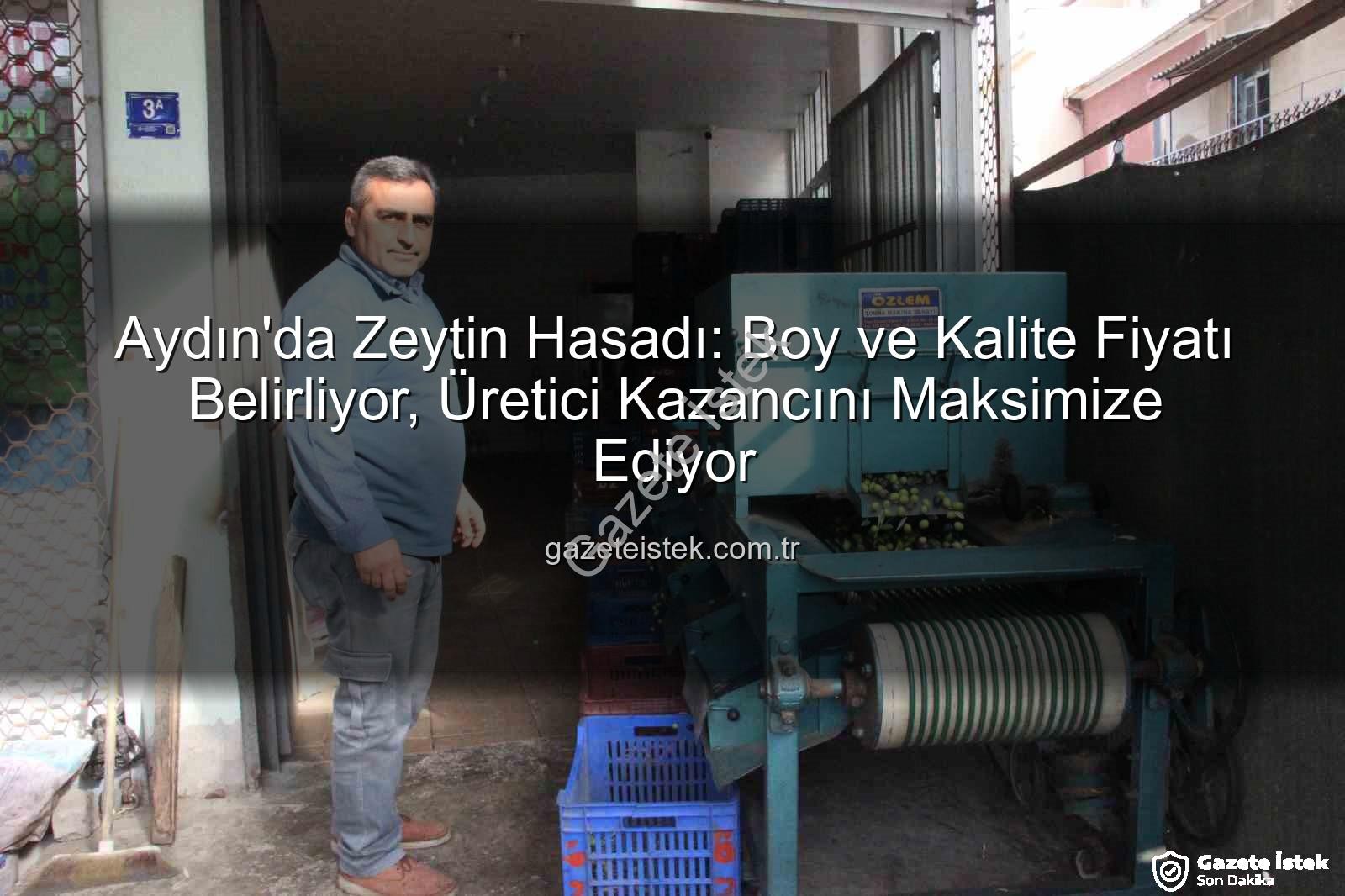 Aydın zeytin hasadı - Aydın'da Zeytin Hasadı: Boy ve Kalite Fiyatı Belirliyor, Üretici Kazancını Maksimize Ediyor