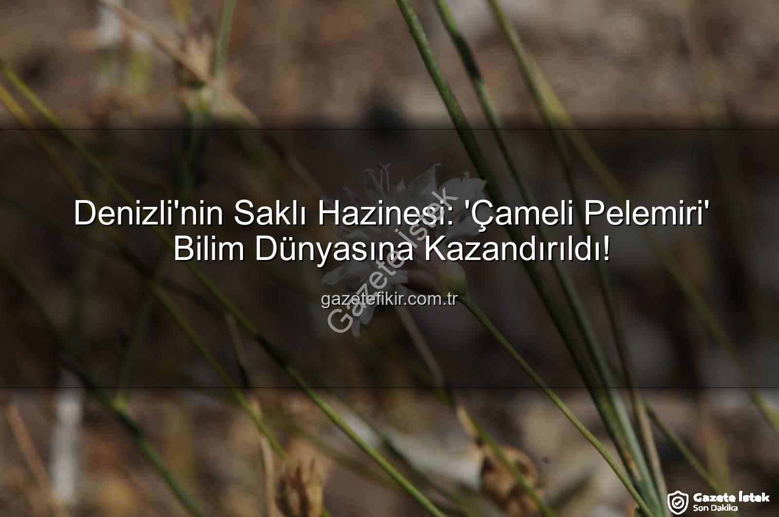 Çameli pelemiri - Denizli'nin Saklı Hazinesi: 'Çameli Pelemiri' Bilim Dünyasına Kazandırıldı!