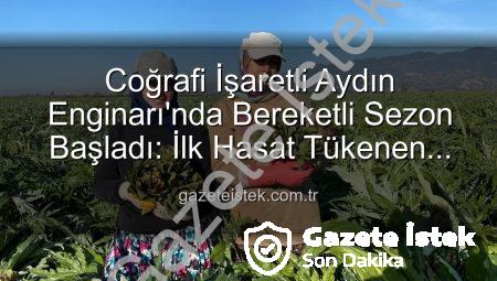 Coğrafi İşaretli Aydın Enginarı’nda Bereketli Sezon Başladı: İlk Hasat Tükenen Talep İçin Yapıldı