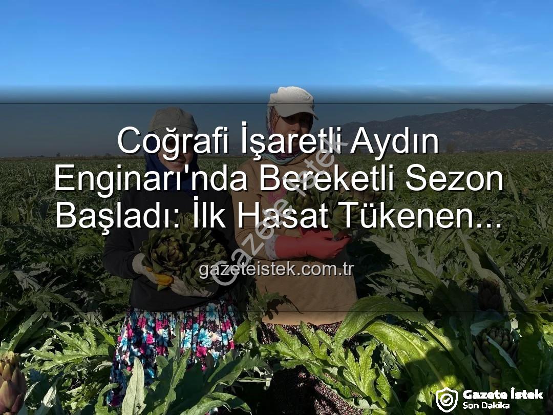 Aydın Enginarı - Coğrafi İşaretli Aydın Enginarı'nda Bereketli Sezon Başladı: İlk Hasat Tükenen Talep İçin Yapıldı