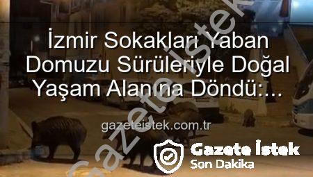 İzmir Sokakları Yaban Domuzu Sürüleriyle Doğal Yaşam Alanına Döndü: Vatandaşlar Endişeli