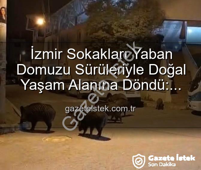 yaban domuzu - İzmir Sokakları Yaban Domuzu Sürüleriyle Doğal Yaşam Alanına Döndü: Vatandaşlar Endişeli